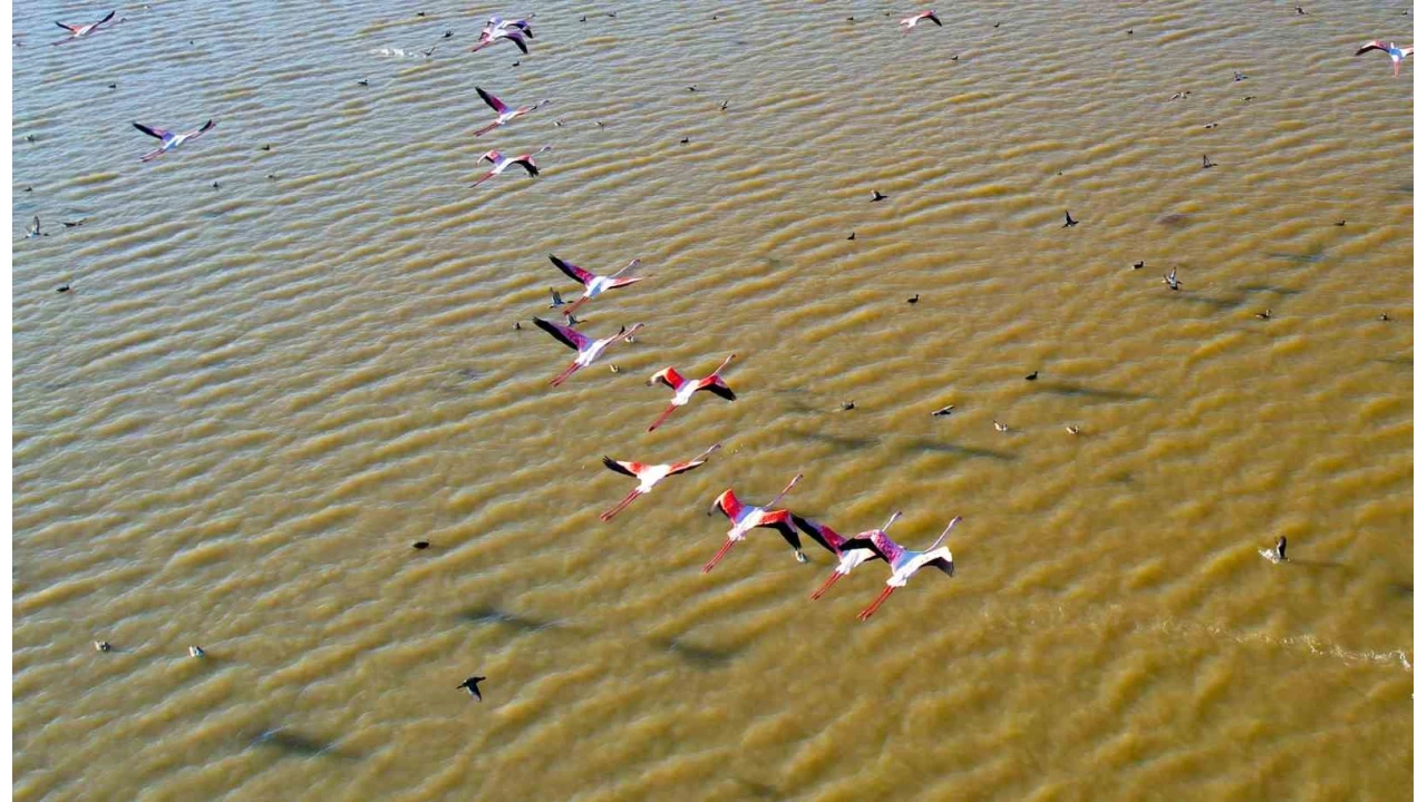 Adana'da flamingolar gkyzn renklendirdi