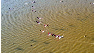 Adana'da flamingolar gkyzn renklendirdi