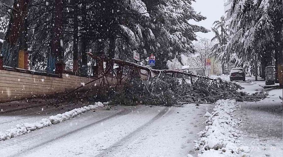 Ağaçlar araçların üzerine devrildi