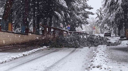 Ağaçlar araçların üzerine devrildi