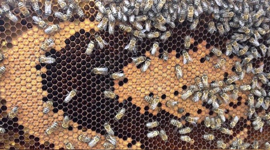 Arı poleni hastalıklara karşı kalkan görevi görüyor