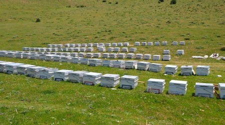 Arılardan Muş ekonomisine tatlı katkı