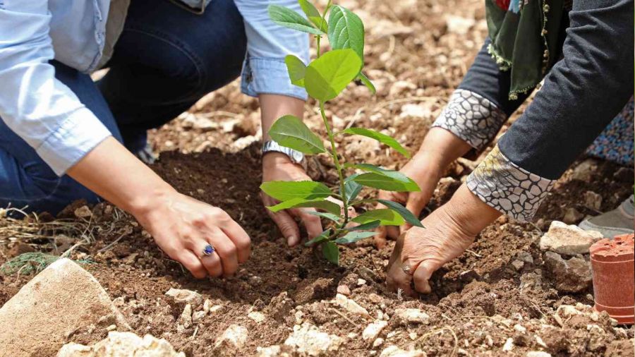 'Aronya' üreticiye alternatif olacak