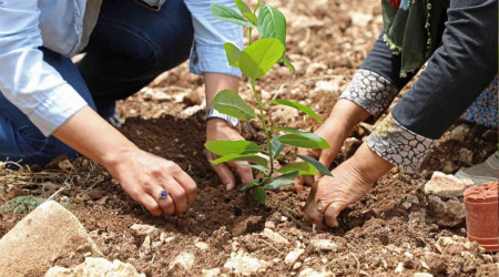 'Aronya' üreticiye alternatif olacak