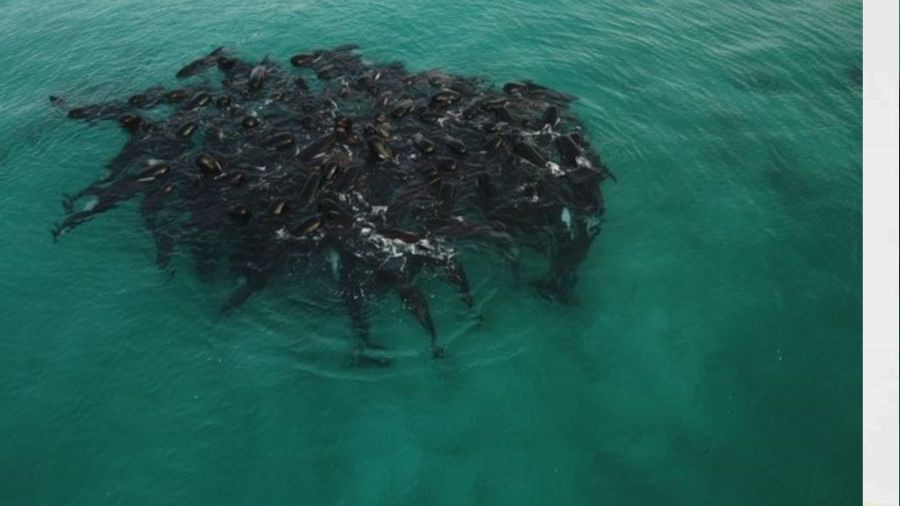 Avusturalya'da 51 pilot balina kıyıya vurdu