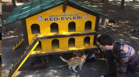 Belediyeden sokak kedilerine özel kedievleri