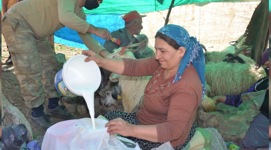 Berivanlar, Şırnak yaylalarında süt sağımına başladı
