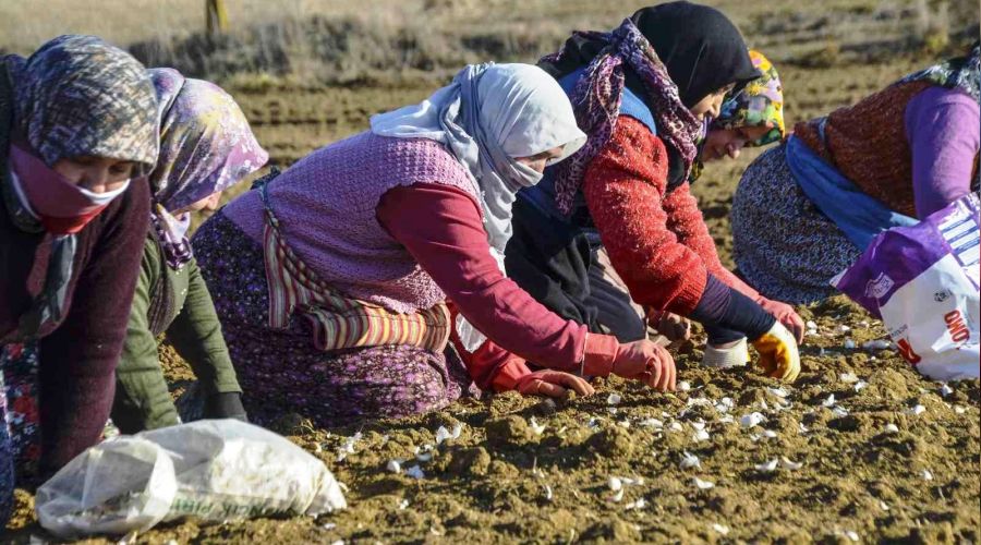 Beyaz altın toprakla buluştu