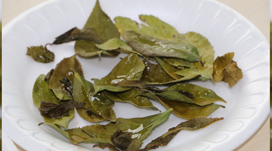 Beyaz Çay tahtını kaybetti