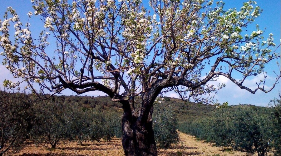 Bin yıllık anıt ağaç