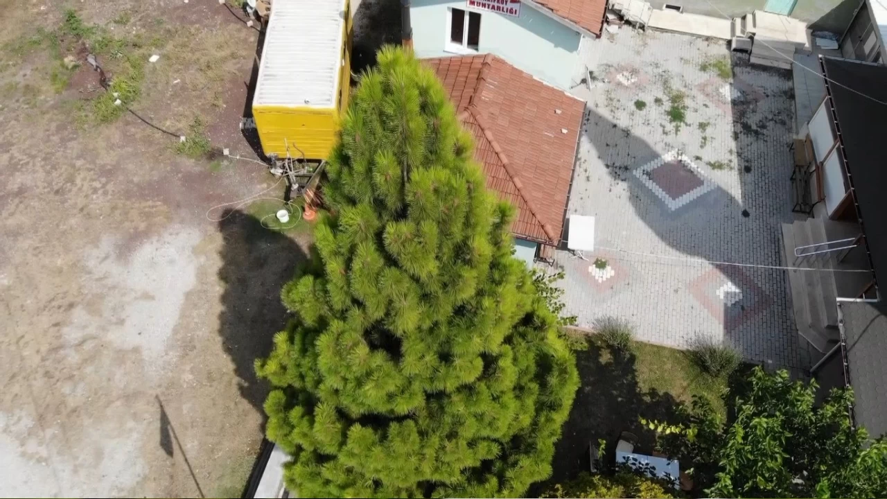 Bu çamlar dünyada sadece Kütahya'da yetişiyor