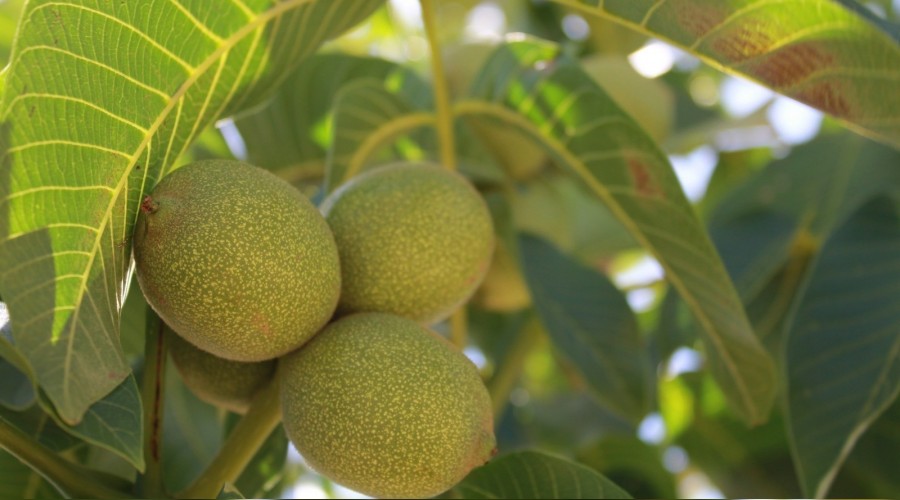 Bu cevizin kilosu 50 TL