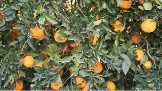 Çukurova’nın kalbi Kozan: Tarımda üretim rekorları ve sulama çıkmazı