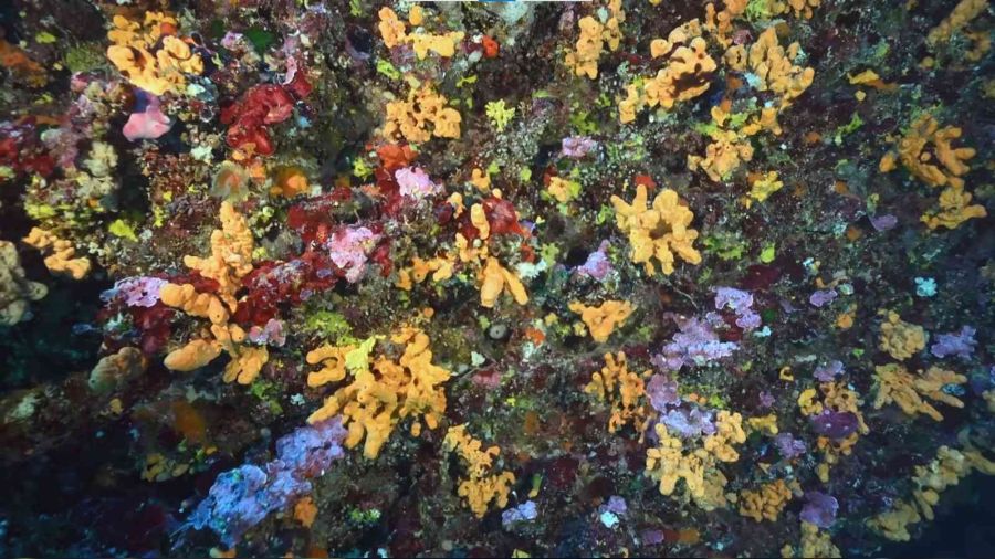 Deniz süngerlerinde 'sıcaklık' tehlikesi