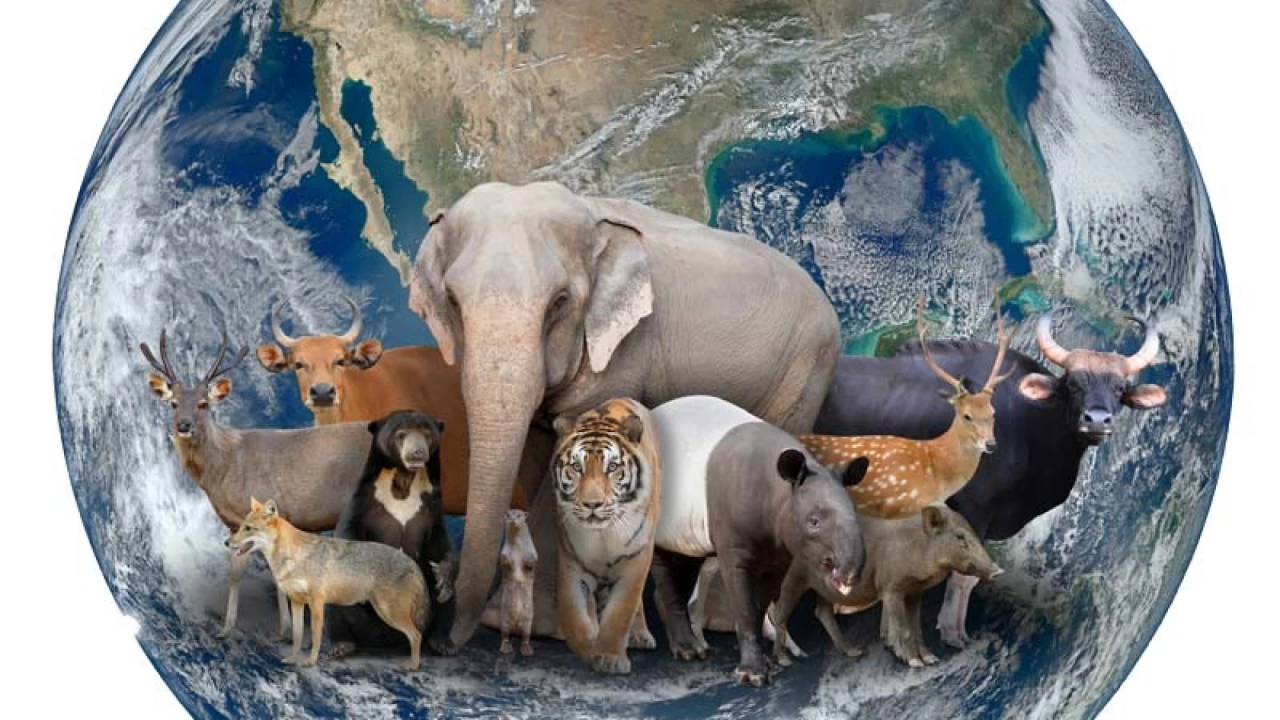 Dünya genelinde tehlike altındaki hayvan türleri