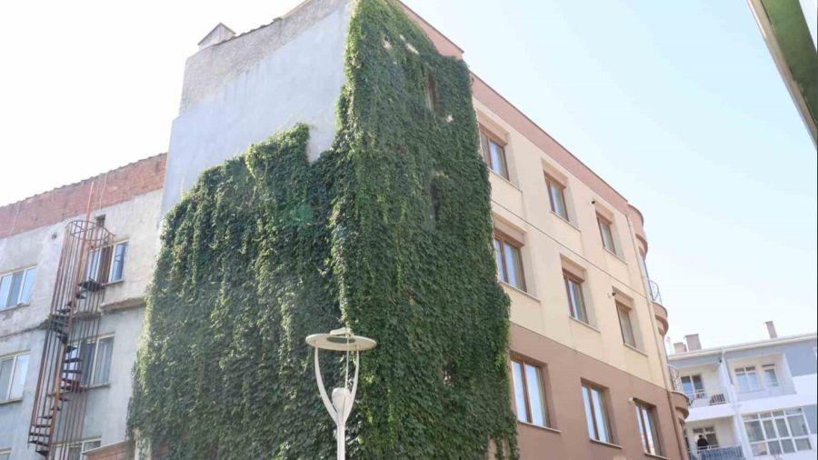 Eskişehir'de sarmaşıkla kaplı apartman görenleri hayran bıraktı