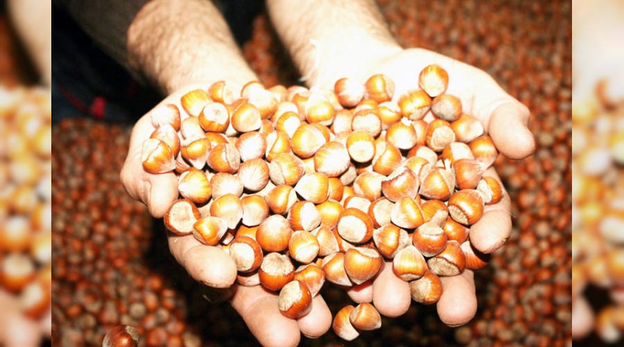 Fındık alım sezonu açıldı