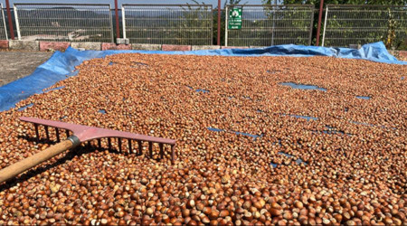 Fındık üreticisine "Serbest piyasa fiyatını değil, TMO fiyatını dikkate alın" uyarısı