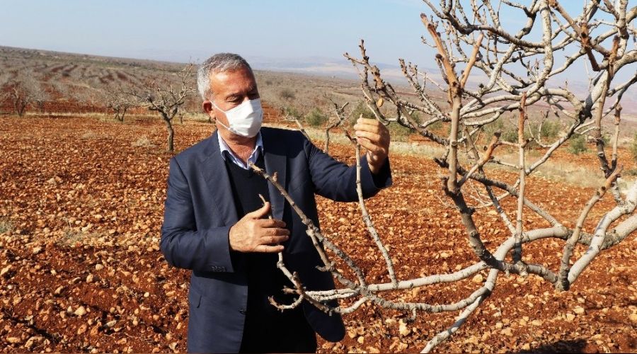 Fıstık ağaçları erken uyandı