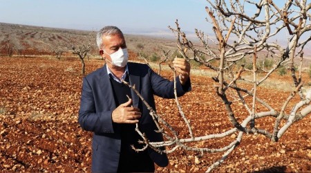Fıstık ağaçları erken uyandı