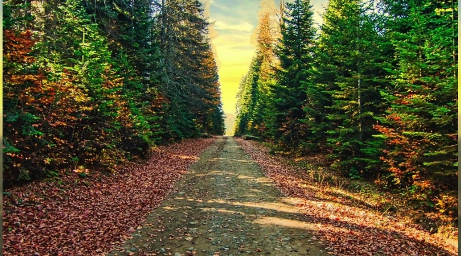 FOTOHABER: Sonbahar ile gelen renk cümbüşü