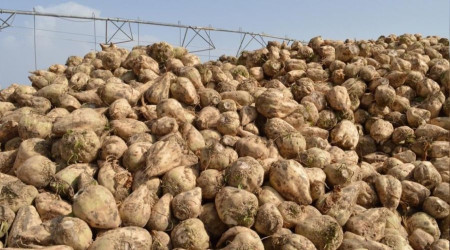 Gürer: Şeker pancarında taban fiyat 2 bin 411 liraya yükseltilmeli