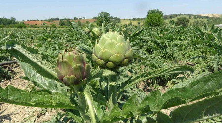 Hasanağa enginarında hasat zamanı: Tanesi tarlada 12,5 TL