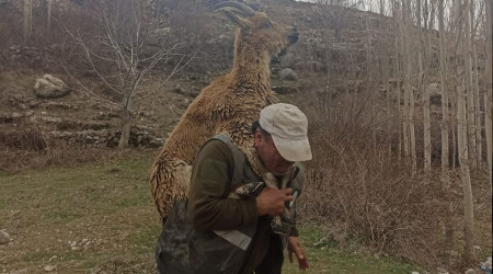 Hasta yaban keçisini 2 kilometre sırtında taşıdı