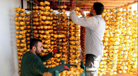 Hurmaların kuruyemiş yolculuğu başladı