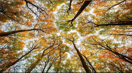 Hz. Hasan’ın hilafet yılları ve Muaviye