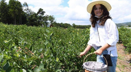 İznik Yaban Mersini Festivali