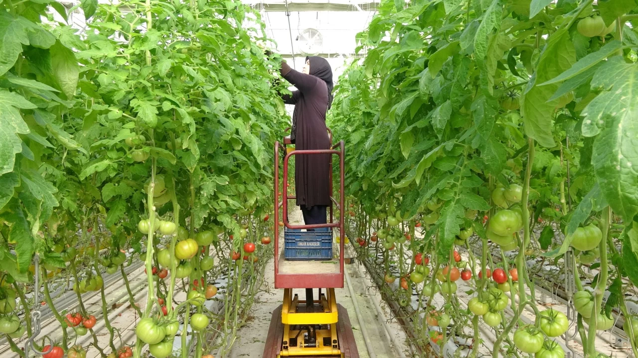 Jeotermal seracılıkta ürün çeşitliliği artıyor