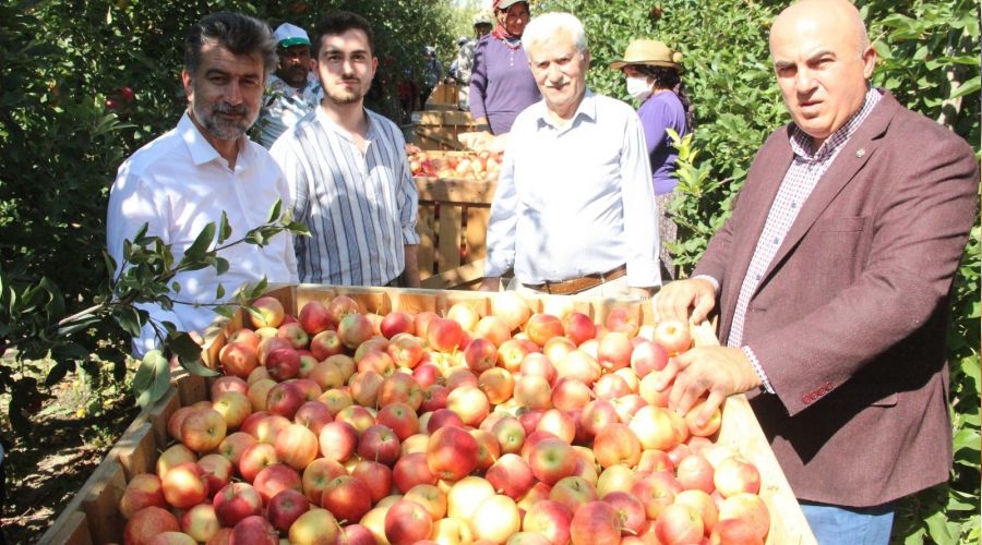 Karaman'da 55 günlük elma hasadı başladı