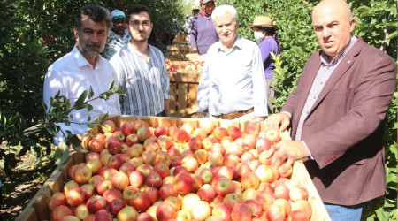 Karaman'da 55 günlük elma hasadı başladı
