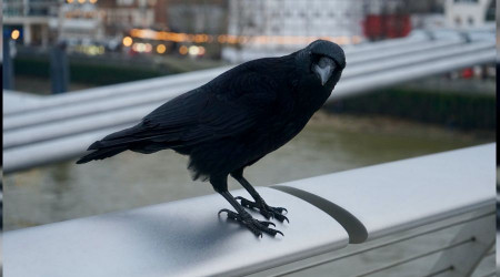 Karga arabayı yemeye çalıştı