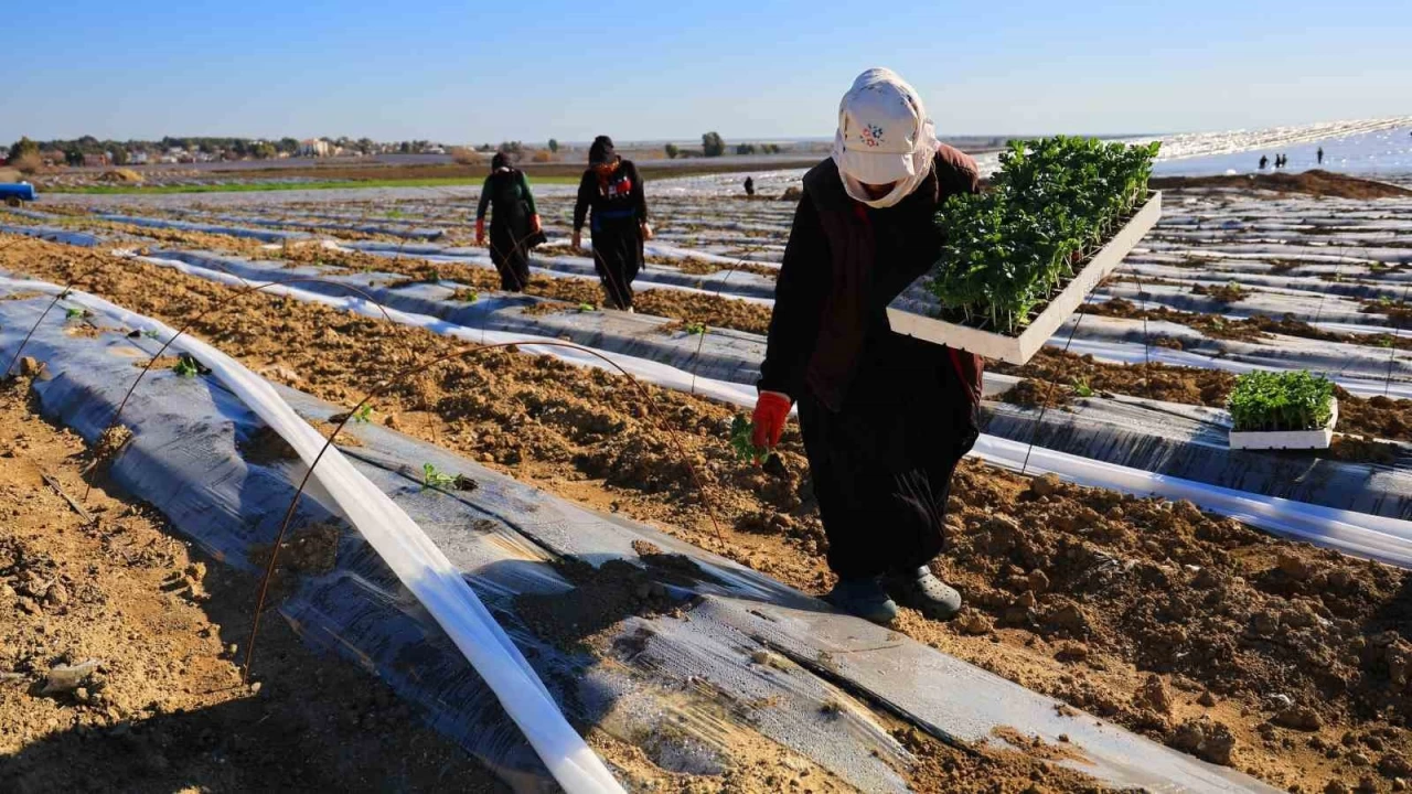 Karpuz fideleri toprakla bulutu, iftiler fiyat beklentisini aklad