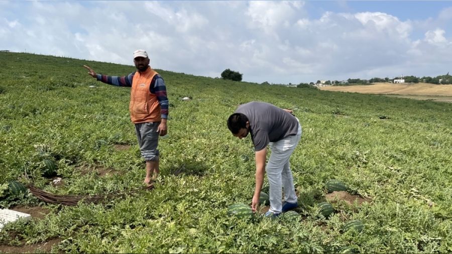 Karpuz üreticisi yine perişan