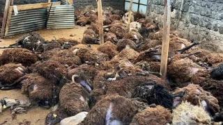 Kars'ta kurt dehşeti: Aç kurtlar 130 koyunu telef etti