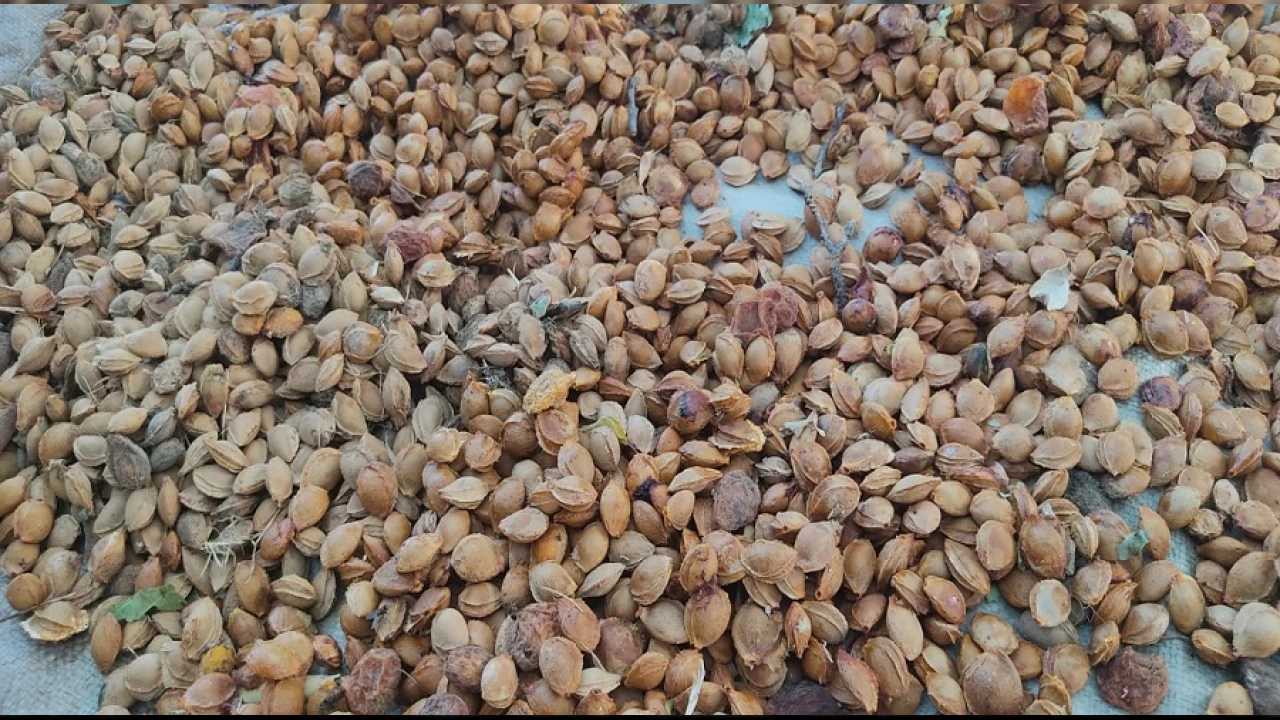 Kayısı çekirdeği hem ekonomiye hem sağlığa katkı veriyor