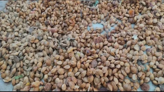 Kayısı çekirdeği hem ekonomiye hem sağlığa katkı veriyor