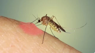 Kendisi kk, zarar byk tehlike: Sivrisinek