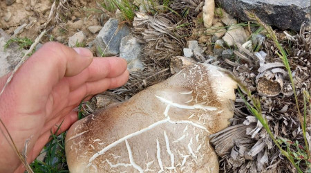 Malatya'da topladığı mantardan yiyen kişi zehirlendi