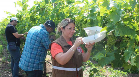 Manisa'da üzüm bağlarına tuzaklı koruma