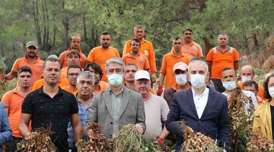 Marmaris'te yer fıstığında ikinci hasat