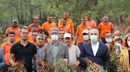 Marmaris'te yer fıstığında ikinci hasat