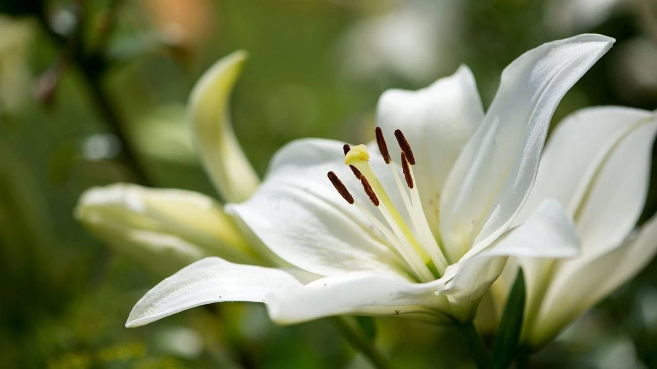 Müslüman hayatında bir temel kavram, ihsan