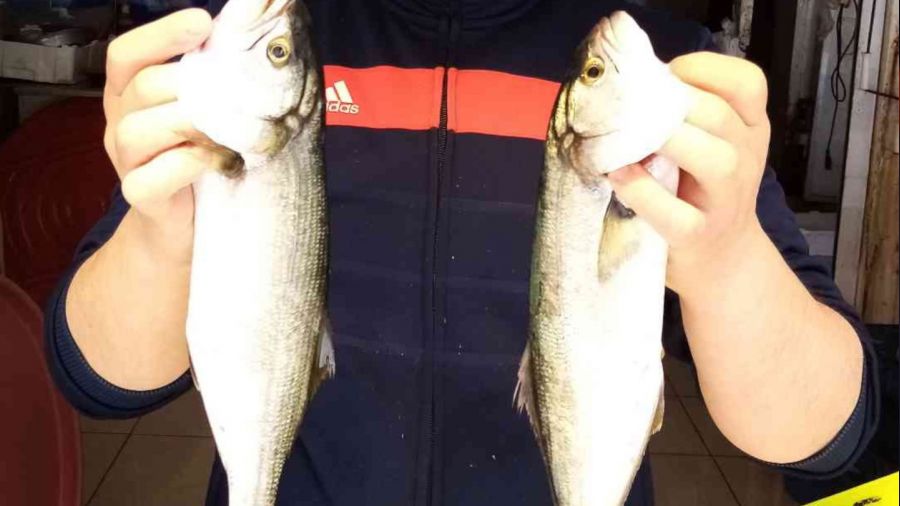 Olta Lüferi balıkçıların yüzünü güldürüyor