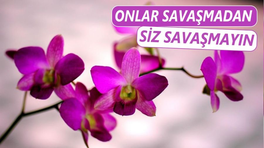 ‘Onlar savaşmadan siz savaşmayın’
