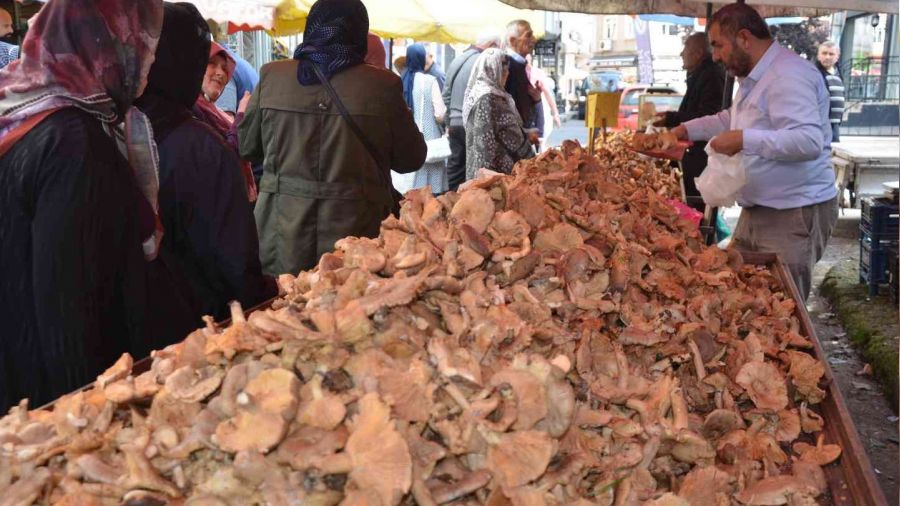 Ordu'da fındık tirmidi bolluğu