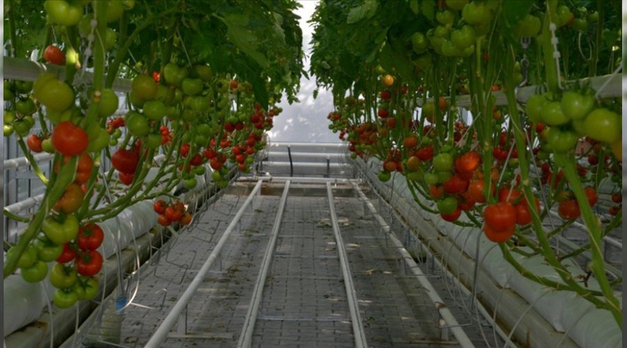 Rusya, Türkiye'den sebze ithalatını artıracak
